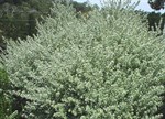 Westringia fruticosa 'Smokie'