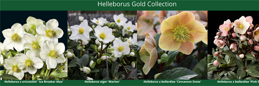 Best of European Hellebores