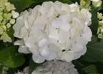 Hydrangea macrophylla 'Bridal Bouquet'