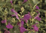 Salvia greggii 'Navajo Dark Purple'