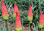 Kniphofia hirsuta 'Traffic Lights'