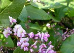 Hardenbergia violaceae 'Rosea'