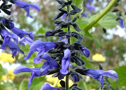 Black & Blue - Salvia guaranitica