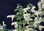 Salvia nipponica 'Crug Cream'