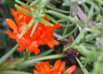 Mesembryanthemum crystallinum 'Orange'