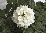 Verbena x hybrida 'Feugo White'