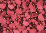 Diascia cordata 'Whisper Cranberry Red'
