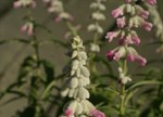Salvia leucantha 'Velour Pink'