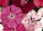 Dianthus 'Select Red'