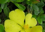 Hibbertia obtusifolia