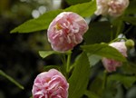 Abutilon x hybridum 'Pink Swirls'