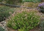 Salvia greggii 'Lara'