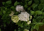 Hydrangea macrophylla 'Bridal Bouquet'