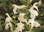 Salvia greggii 'Navajo White'
