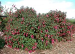 Fuchsia 'Beacon'